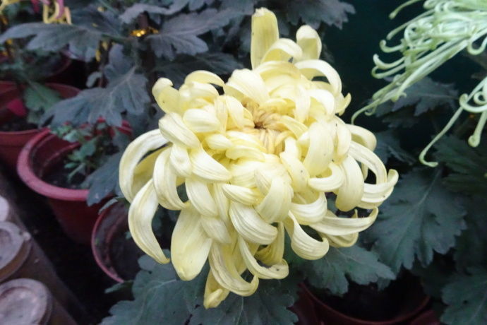 喜欢菊花,不如养盆"十大名菊"西湖柳月,清秀淡雅,雍容端庄!