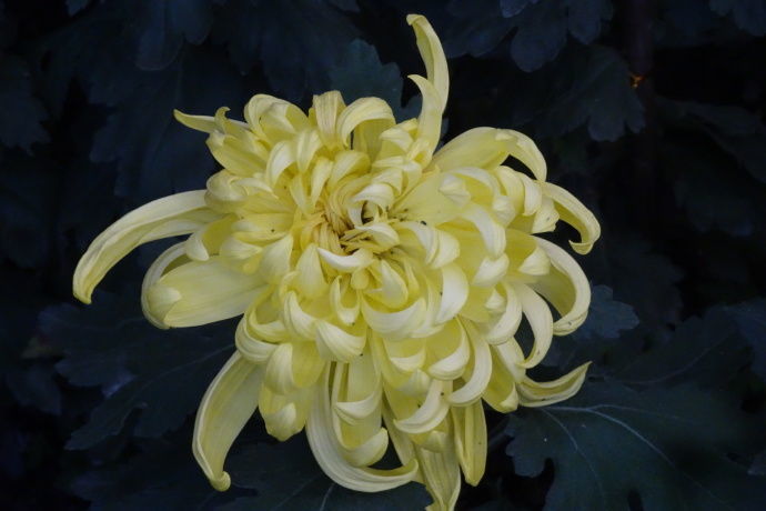 喜欢菊花,不如养盆"十大名菊"西湖柳月,清秀淡雅,雍容端庄!