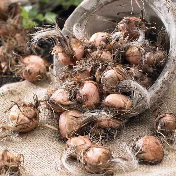 极具热带风情的雄黄兰在北方还能养成盆栽鳞茎可不断分生