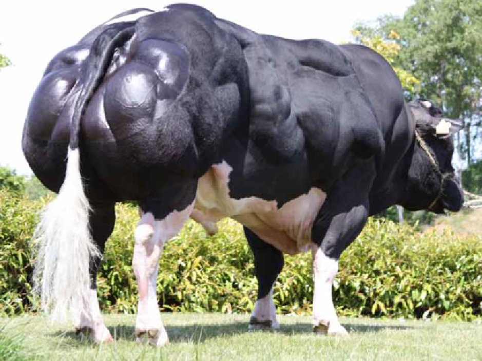 如果按人类健美标准评判比利时蓝牛就是动物界的健美冠军
