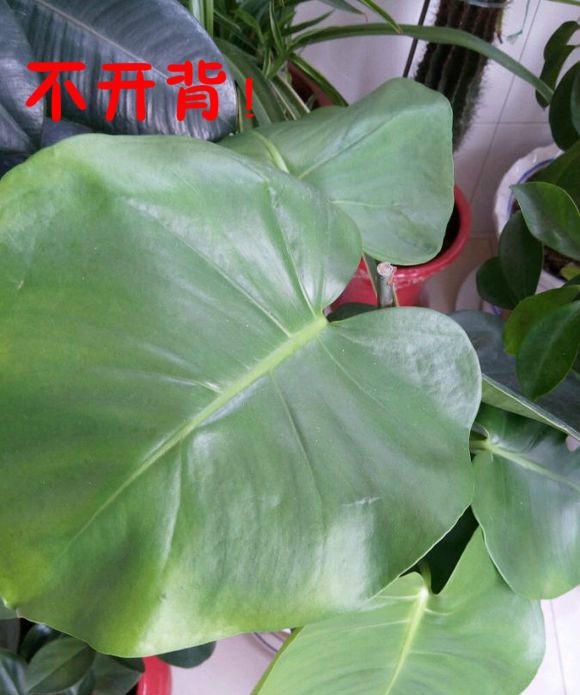 龟背竹不开背，这里的叶子一剪掉，分分钟开裂！|龟背竹|花盆|新叶_新浪新闻