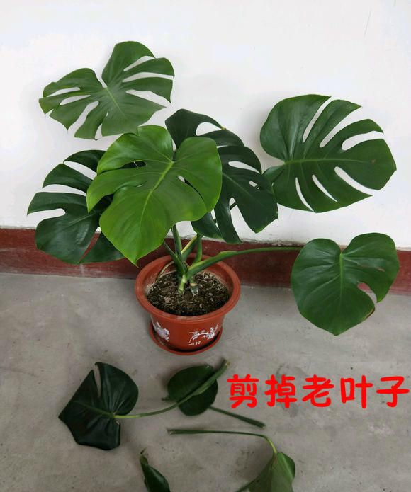龟背竹不开背，这里的叶子一剪掉，分分钟开裂！|龟背竹|花盆|新叶_新浪新闻
