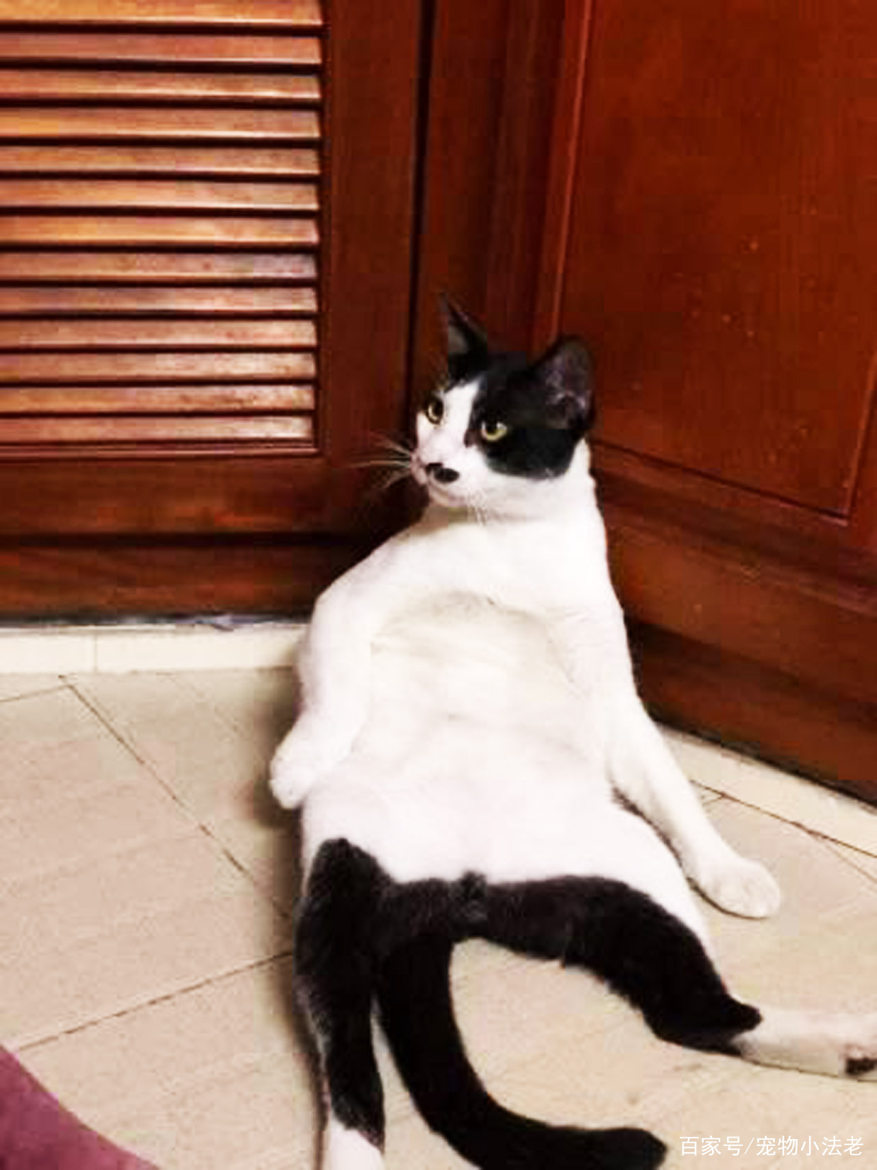 1只会做瑜伽的猫动作完全不输女主人画面十分有趣