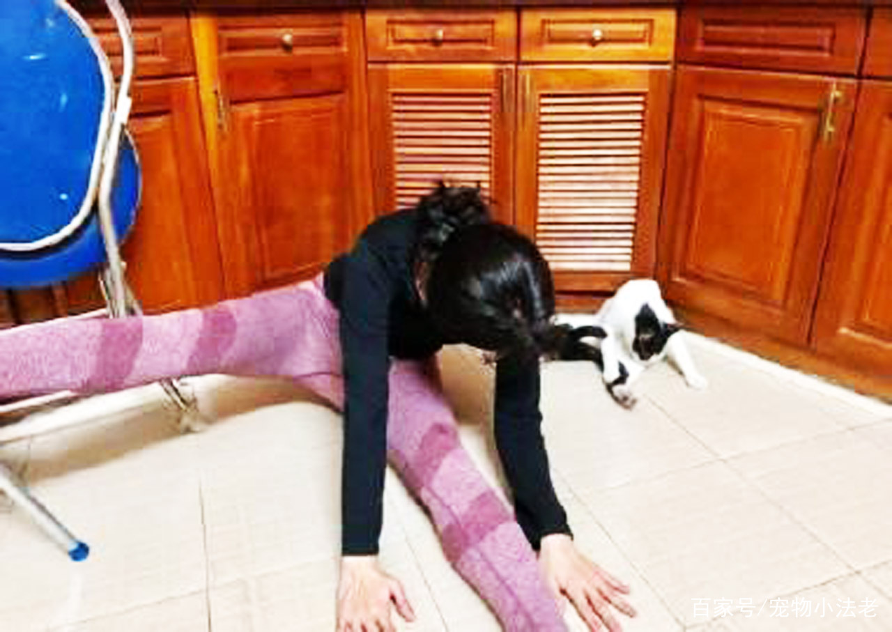 1只会做瑜伽的猫，动作完全不输女主人，画面十分有趣！