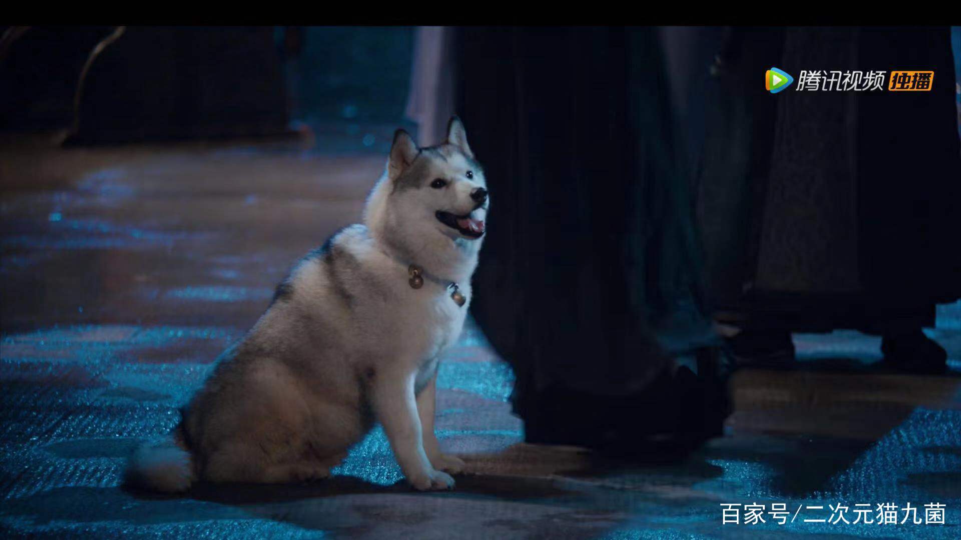 陈情令:夷陵见狗怂,网友表示:这么萌胖的仙子在哪找的?