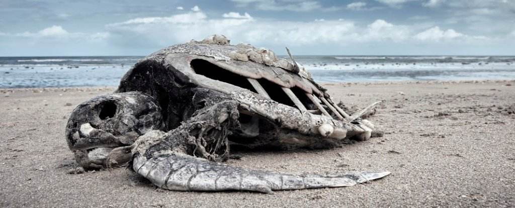 澳大利亚已灭绝物种"死而复生",人类该如何应对?