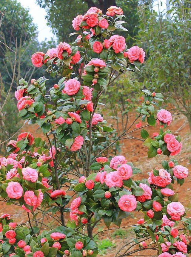 茶花过冬有技巧,做好几点就可以,不长虫子开花拳头大