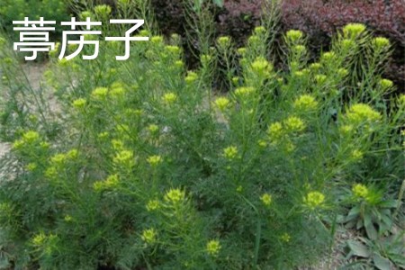 葶苈子与荠菜应该如何辨别
