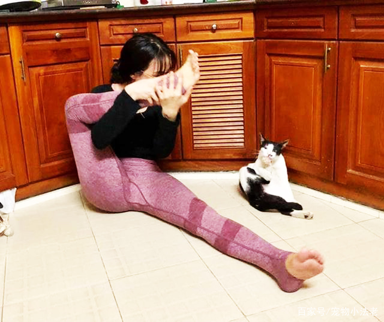 1只会做瑜伽的猫动作完全不输女主人画面十分有趣