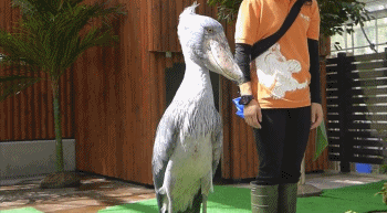 只希望这些憨憨们,能够活得长久些,哎,人类还是要好好保护环境啊.