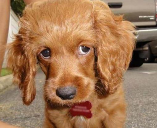 兽医:你在狗眼中是这模样