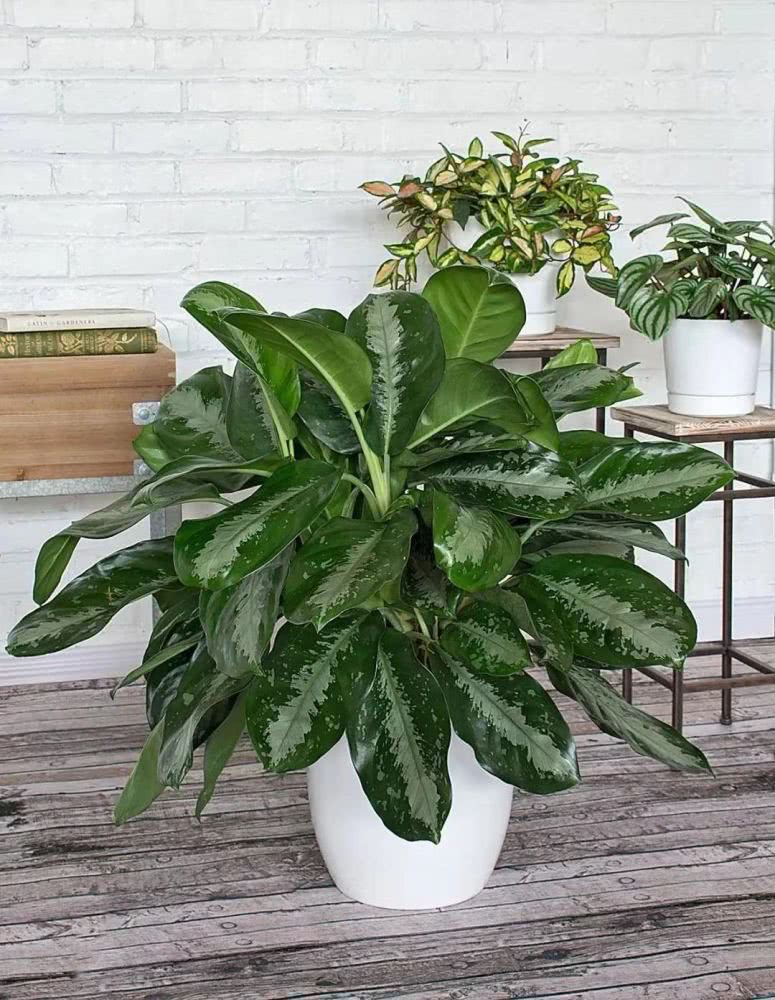 家里有人吸烟,特适合养银皇后,特别阴暗的环境也能养好