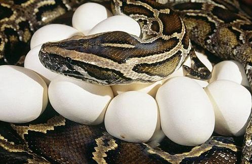 这种动物的蛋制品你一定没有吃过,就算有你也一定不敢吃