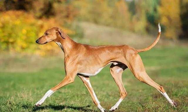 世界10大最贵的犬种,罗秦犬居榜首,你们家养了哪一种?