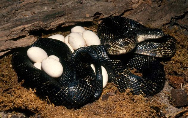 这种动物的蛋制品你一定没有吃过,就算有你也一定不敢吃