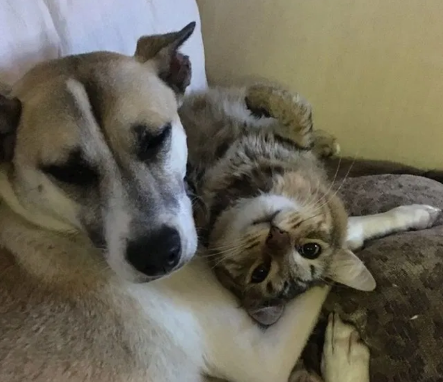 狗狗不能陪主人上课,去公园玩时偶遇流浪小猫,却差点跟小猫走了