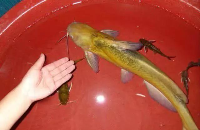 这种鱼很像黄颡鱼,我们叫它"牛尾巴",野生的200元1斤,别错过