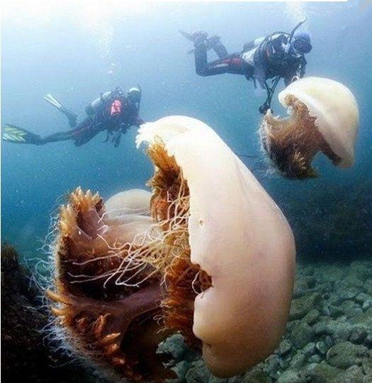 海底潛水發現奇怪蘑菇狀生物,靠近查看被告誡不要去觸碰