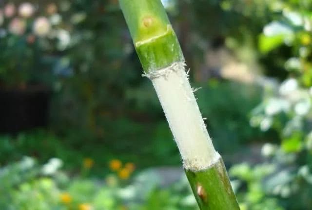 学会用压条繁殖植物就感觉播种和扦插植物弱爆了你喜欢哪种