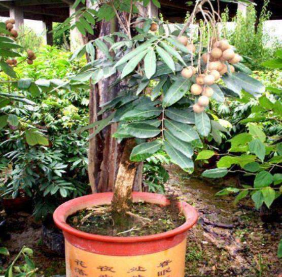 当桂圆树完全成形以后,我们就可以给它充足的阳光进行养护,再加上足够