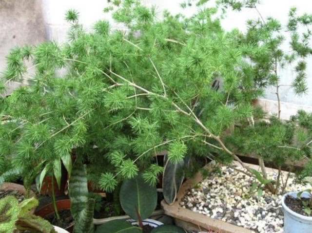 山上的1种"小树",被称为"蓬莱松",养花盆里变值钱,还好看__财经头条