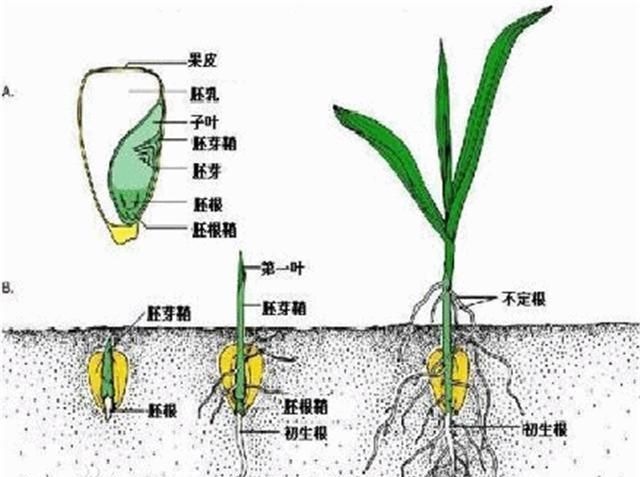 玉米根的初生结构图片