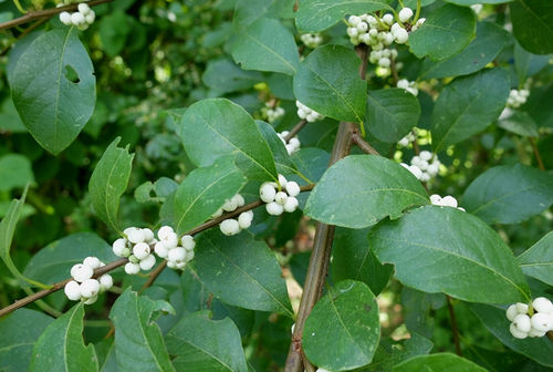喜欢菊花,不如养盆珍稀名花叶金花,洁白靓丽,似少女般娇艳欲滴