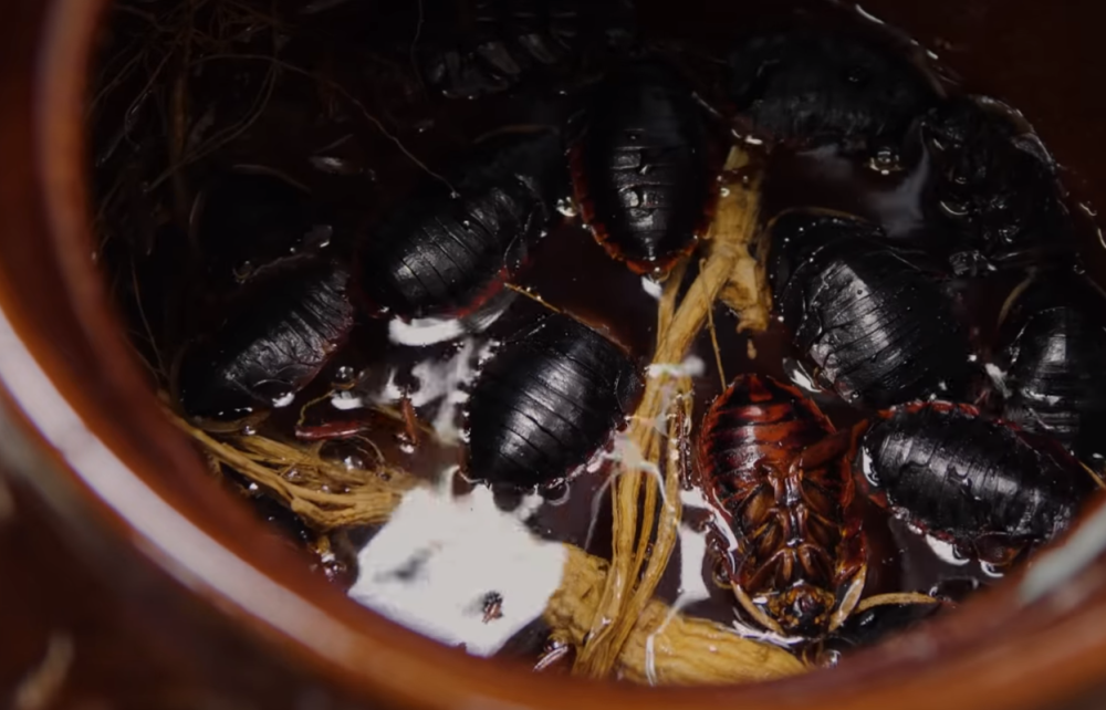 不过这种龙虱汤因为用了参,味道可以说稍稍有点苦.