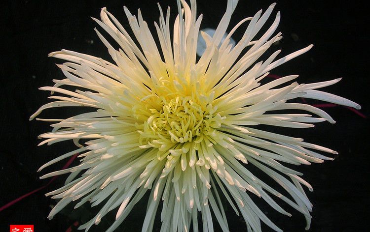 喜欢菊花,不如养盆"菊中珍品"玉翎管,似仙家手拂尘