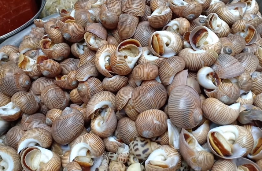 大婶端着个盆子沿街卖这"零嘴",一斤50,我看见后连盆买走|海螺|东风螺