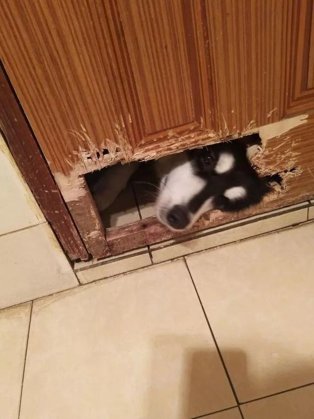 狗子拆家大赏:上能撕纸下能拆门,还一副啥都没干的无辜表情|狗子|主人