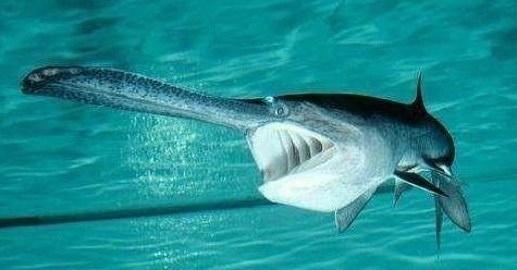 痛心我国最大淡水鱼宣告灭绝最大长7米重超千斤曾雄霸长江