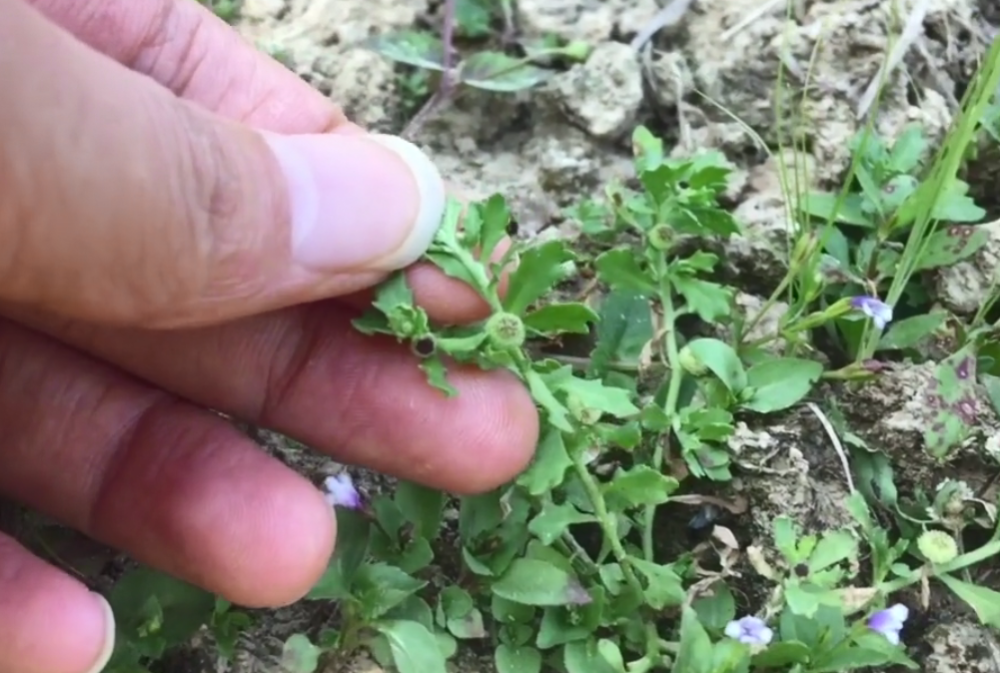 这种野草味道很呛鼻连鹅都不爱吃却是民间常用的鼻炎药材