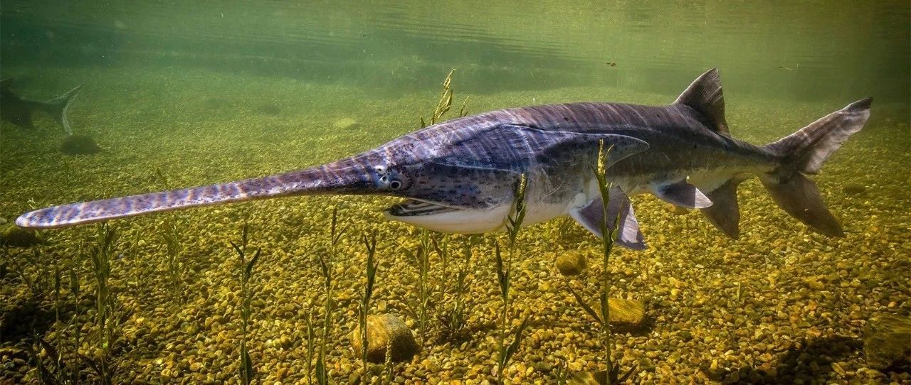 自然| "中国淡水鱼之王"长江白鲟灭绝,网友:从未遇见,听闻已是永别