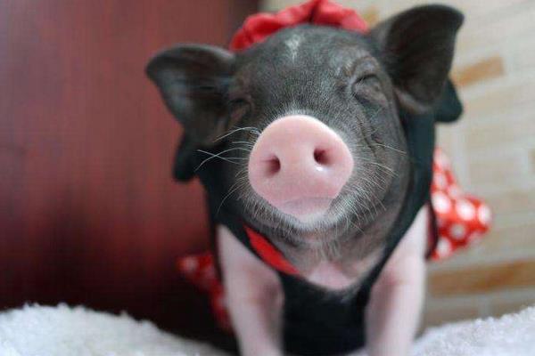 猪猪能玩玩具看电视就觉得电影不现实你怕不是对猪有什么误解