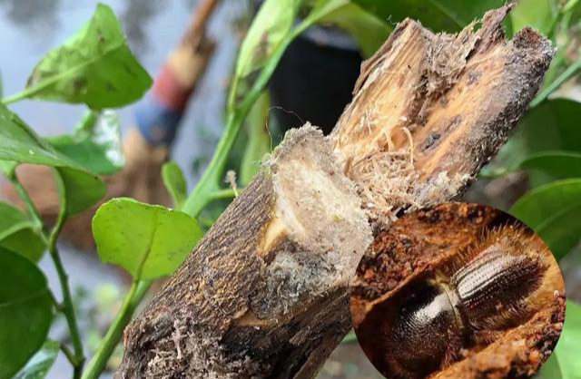 但体型更扁,头部更明显,蛀食后可在树干上形成螺旋形或不规则虫道