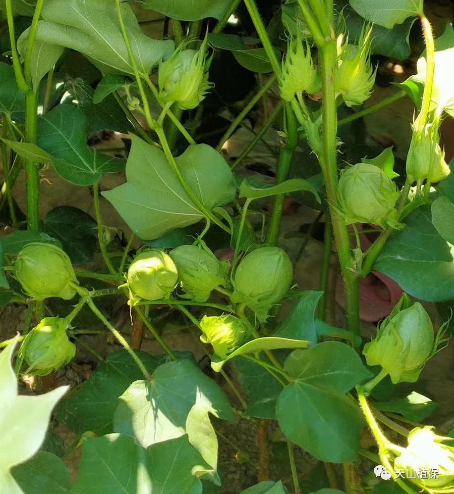 为什么棉花8月份会出现赘芽丛生现象