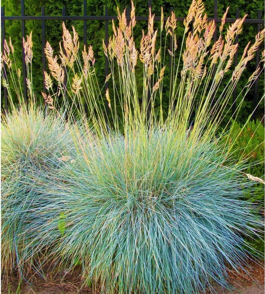 比较小众的蓝色观赏草,叶片独特的蓝羊茅,开的花朵没叶子好看