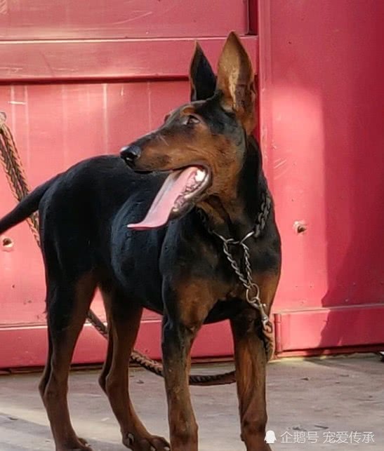 身价过万的中华本土犬,能力不逊马犬,老百姓称它是"中国红龙"