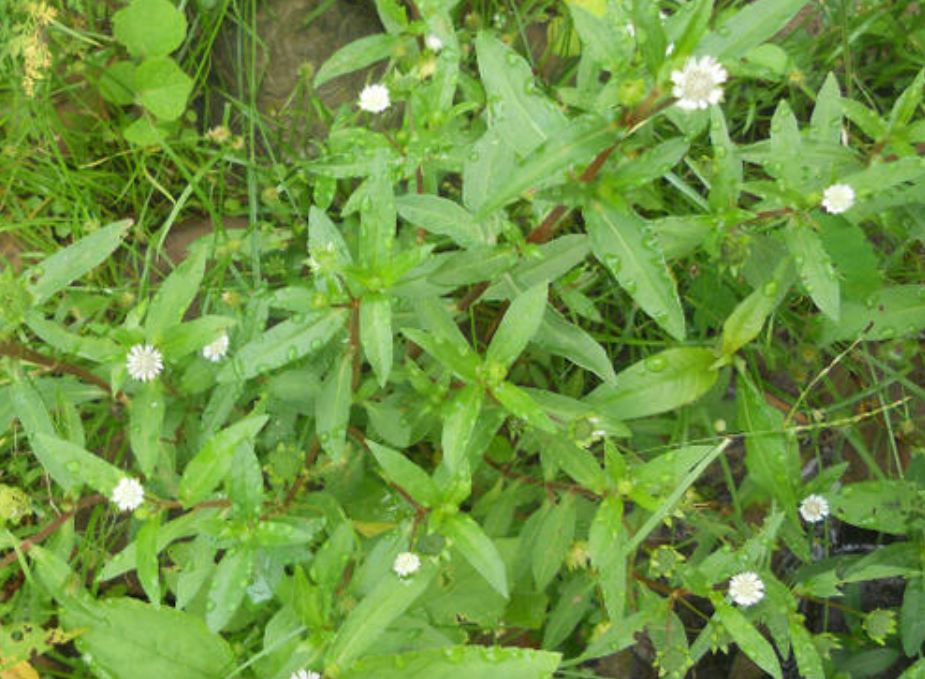 这种纯天然的染发剂农村人想乌发都找它入药还能治肾虚