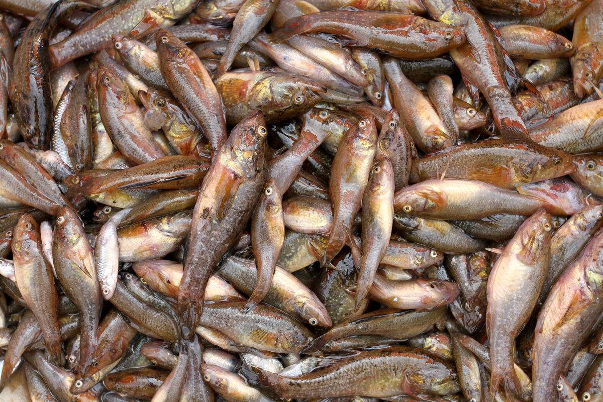 老头鱼在欧洲泛滥成灾当地人感到压力中国却把它当美食