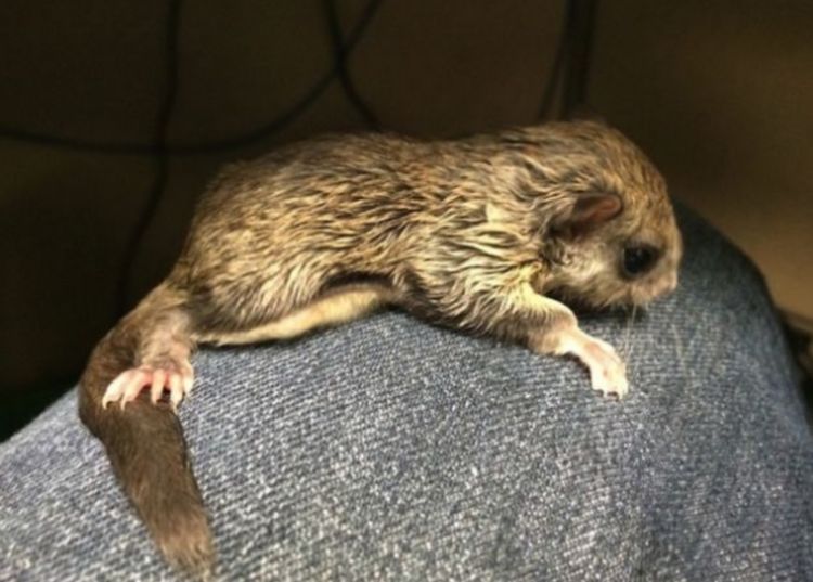 女子收拾柴房,意外捡到一只老鼠,将它养大之后明白自己错了