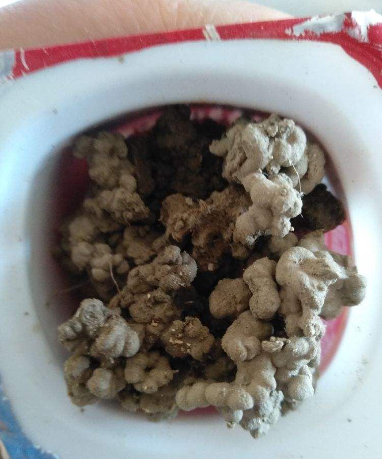 盆土硬成土疙瘩,浇水时掺点它,3天软的像发糕