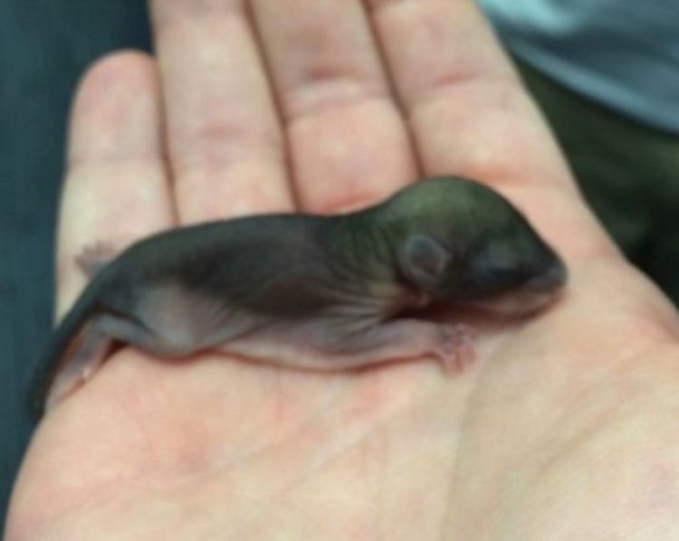 女子收拾柴房,意外捡到一只老鼠,将它养大之后明白自己错了