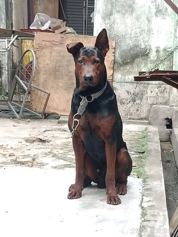 身价过万的中华本土犬,能力不逊马犬,老百姓称它是"中国红龙"