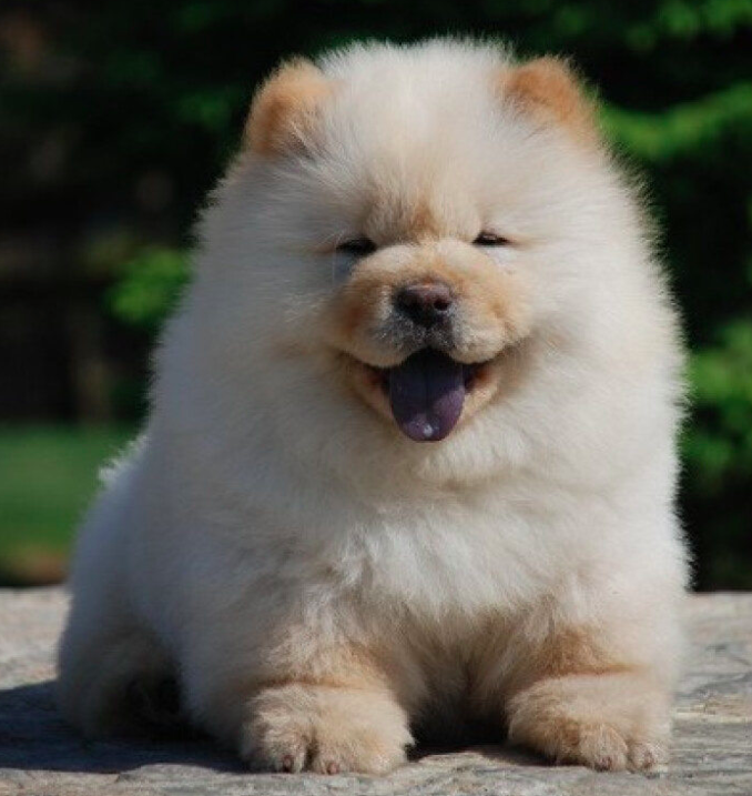 本土稀有宠物狗超市被发现距今已有2000年历史漂亮又真可爱