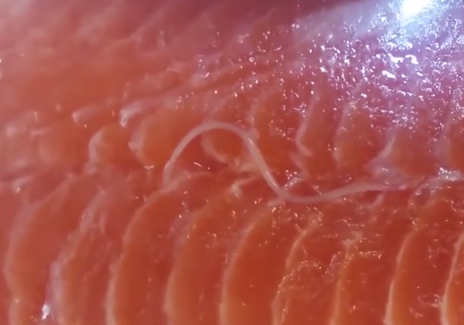 生鱼片中藏有很多寄生虫,为啥日本人还喜欢吃?看完你就知道了
