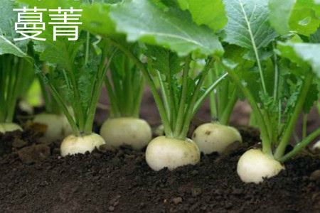 擘蓝和蔓菁应该如何区别