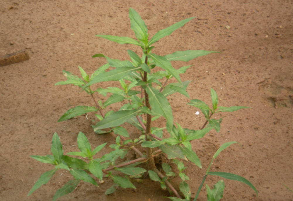 光是房前屋后的野草就多到数不清了,比如牛筋草,三叶草,地雷花等等