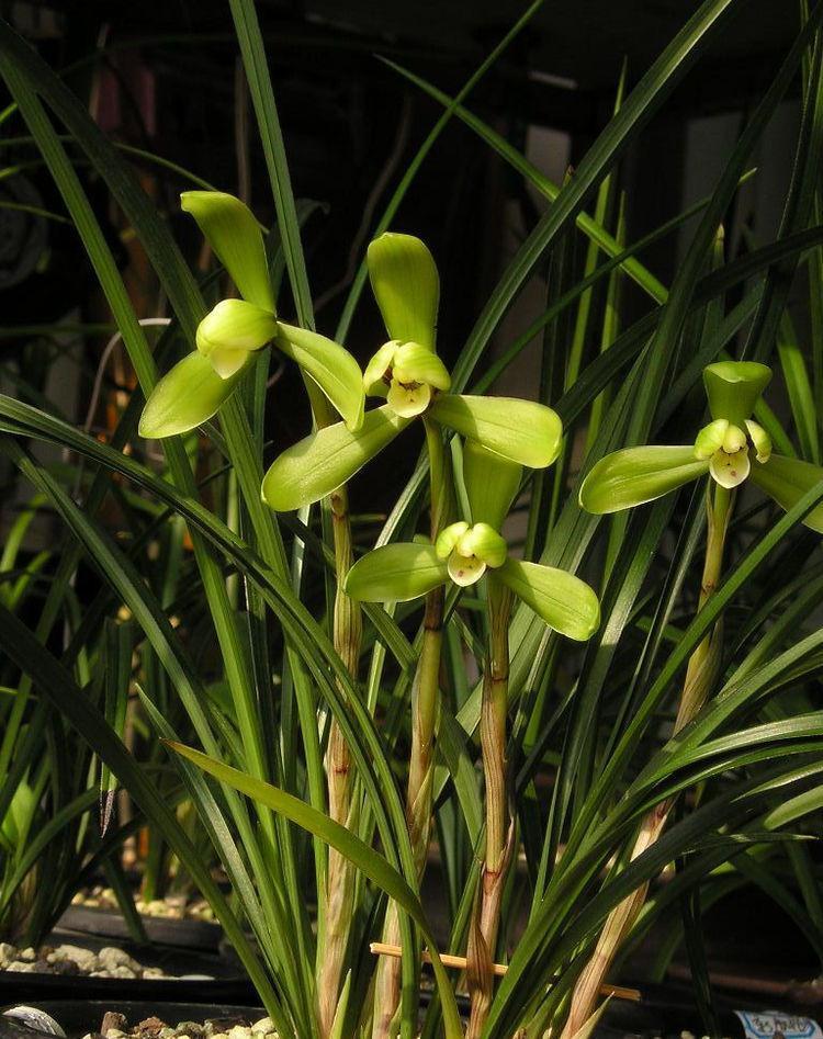 喜欢玫瑰,不如养盆"菊中珍品"洹水紫桂,似花团锦簇,高贵优雅|紫桂|海